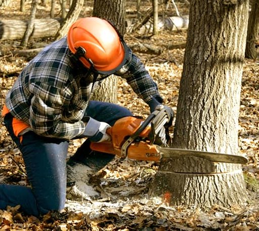 Tree Removal in Surry, ME